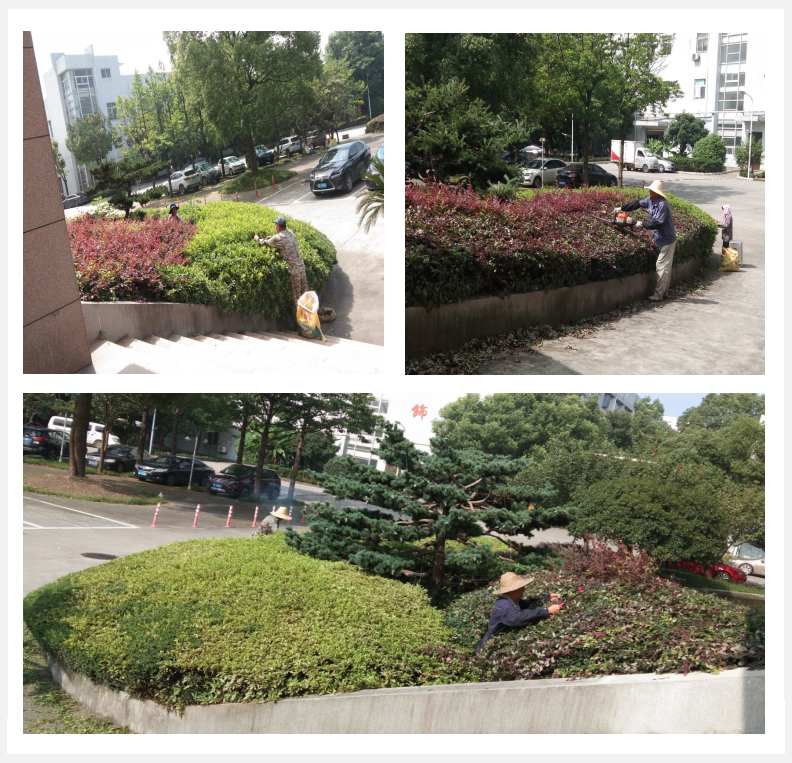 美化绿化，我们在行动      