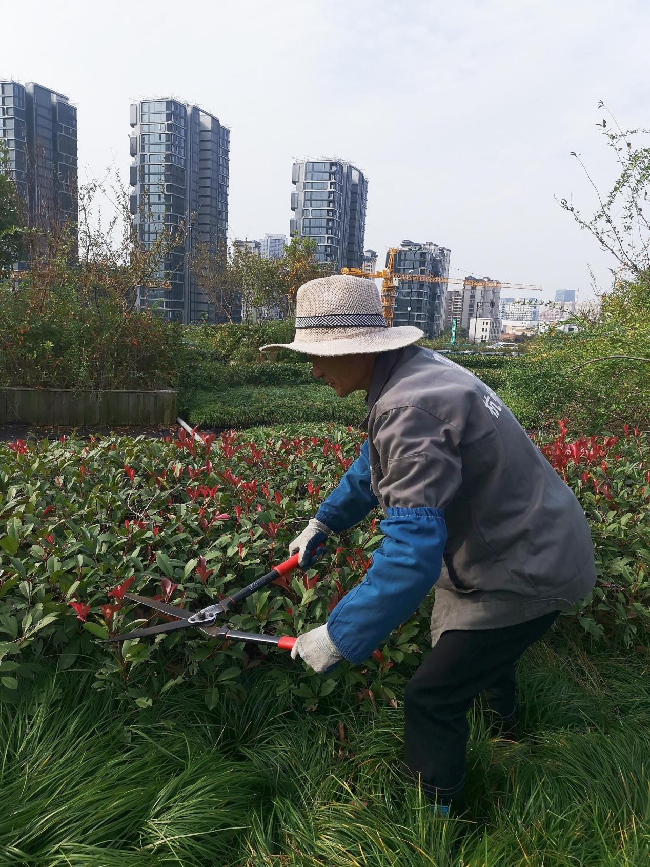 钱江商城发展屋顶花圃植物建剪工作